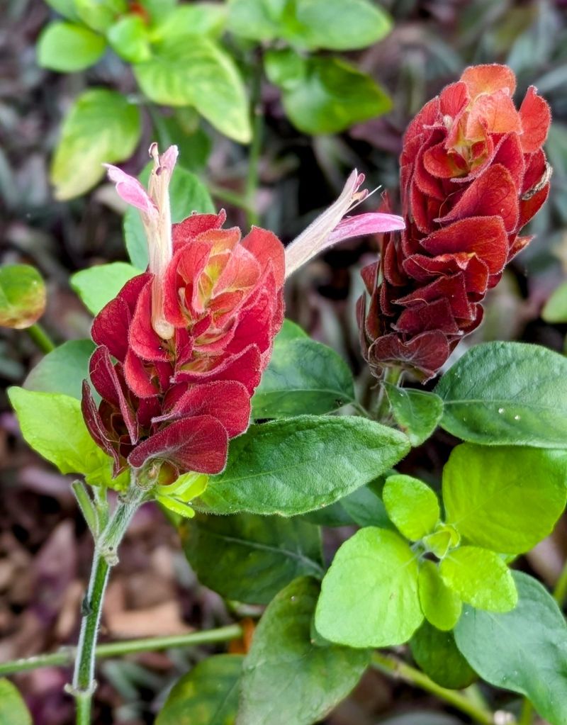 wp-17487025103519078157924960561324