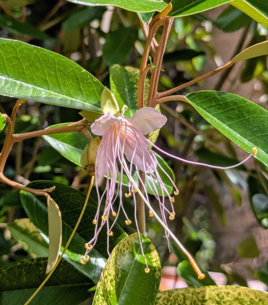 wp-17499089506887788663479966530299