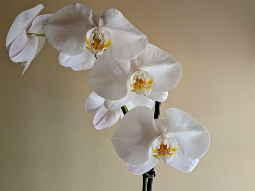 wp-17499095816875545320576012991706