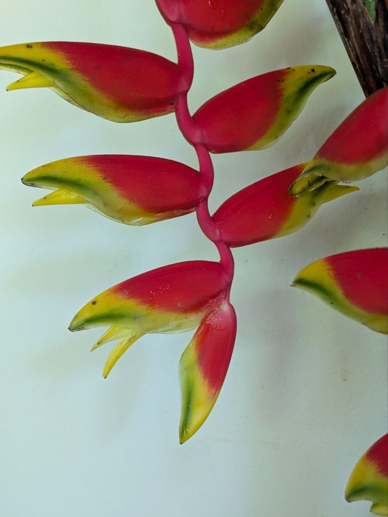 wp-17500191188297624008876455123885