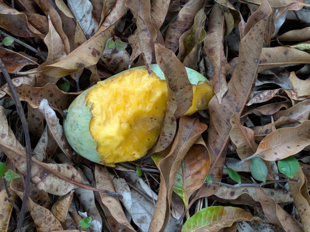 wp-17517298955632381365051353700327