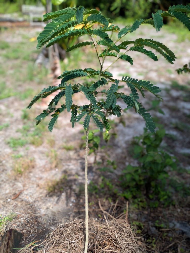 wp-17517347416372287417699683235350