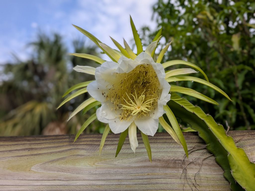 wp-17529315198597705091409172315954