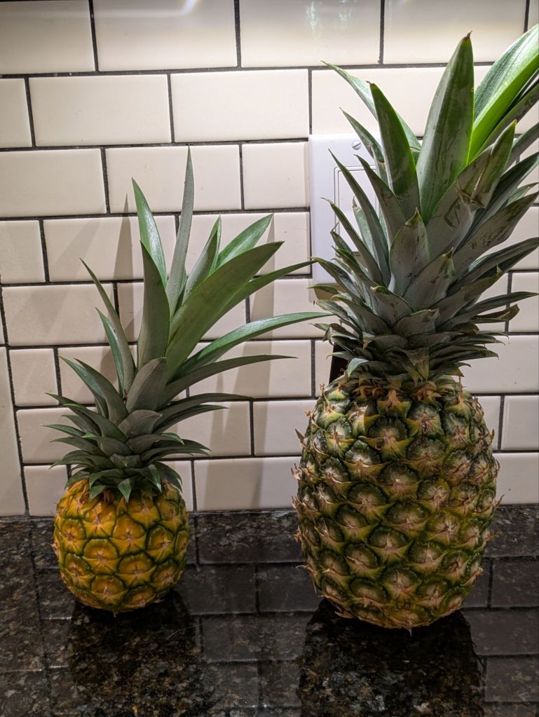 wp-175293185374352578541709673027