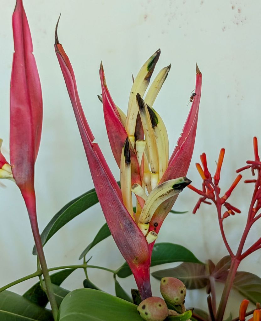 wp-17554588696286381056548165779842