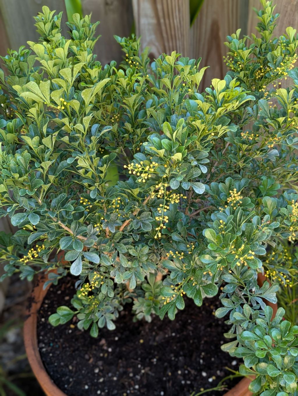 wp-1757168770596903303947143791922