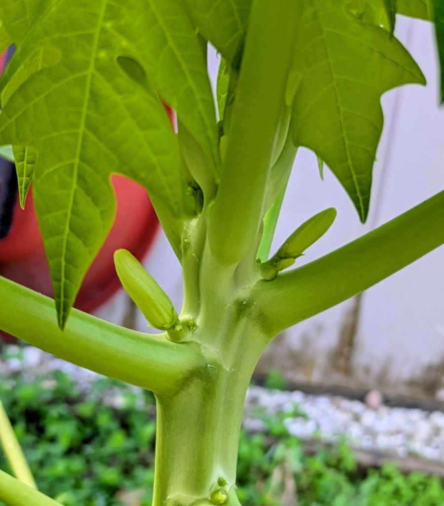 wp-17589827220741511129590359674242