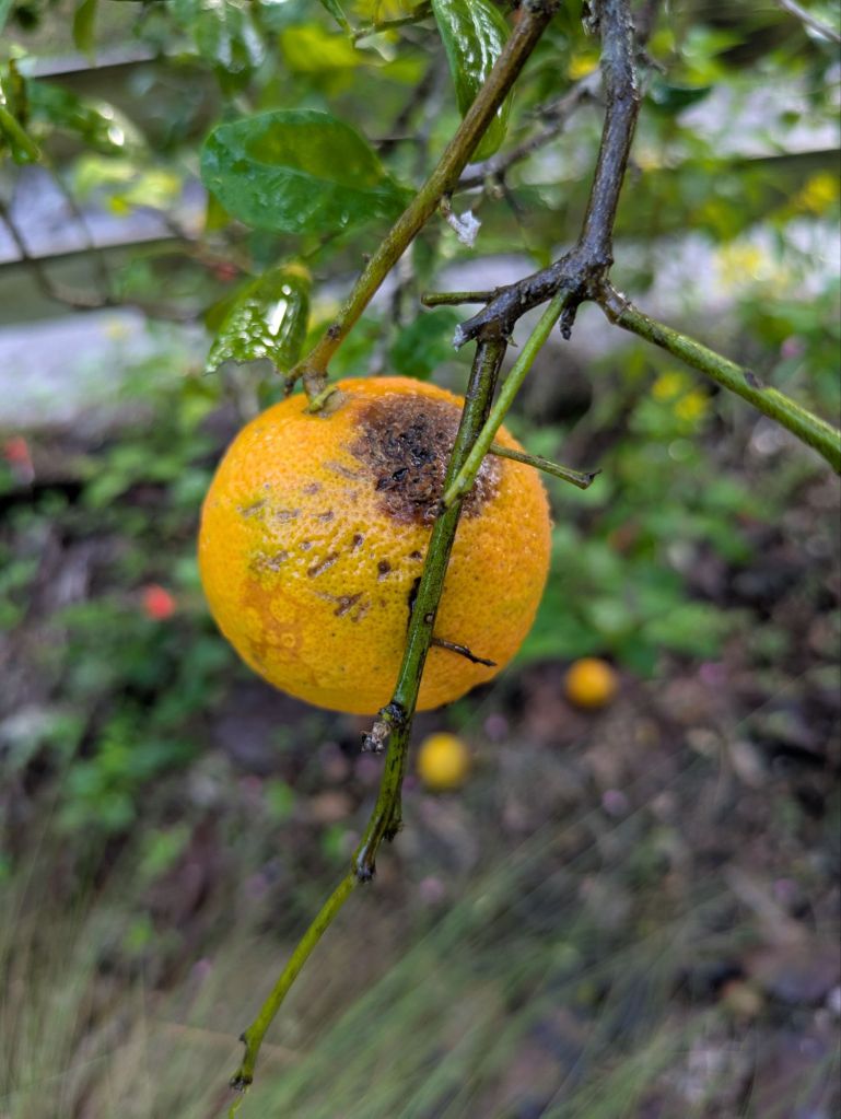 wp-17589829391656474458373688605109