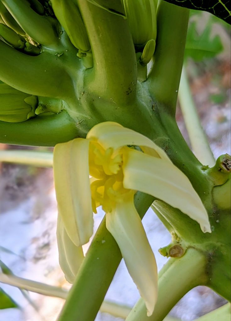 wp-17680550958638281716031183294717