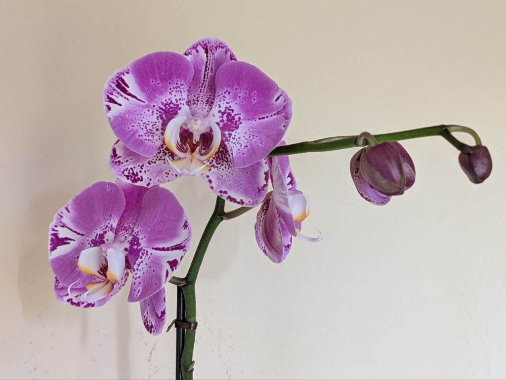 wp-17693745350195429871068702712028