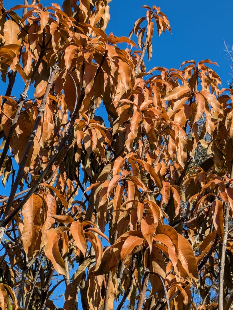 wp-1770475620635209882422656856039