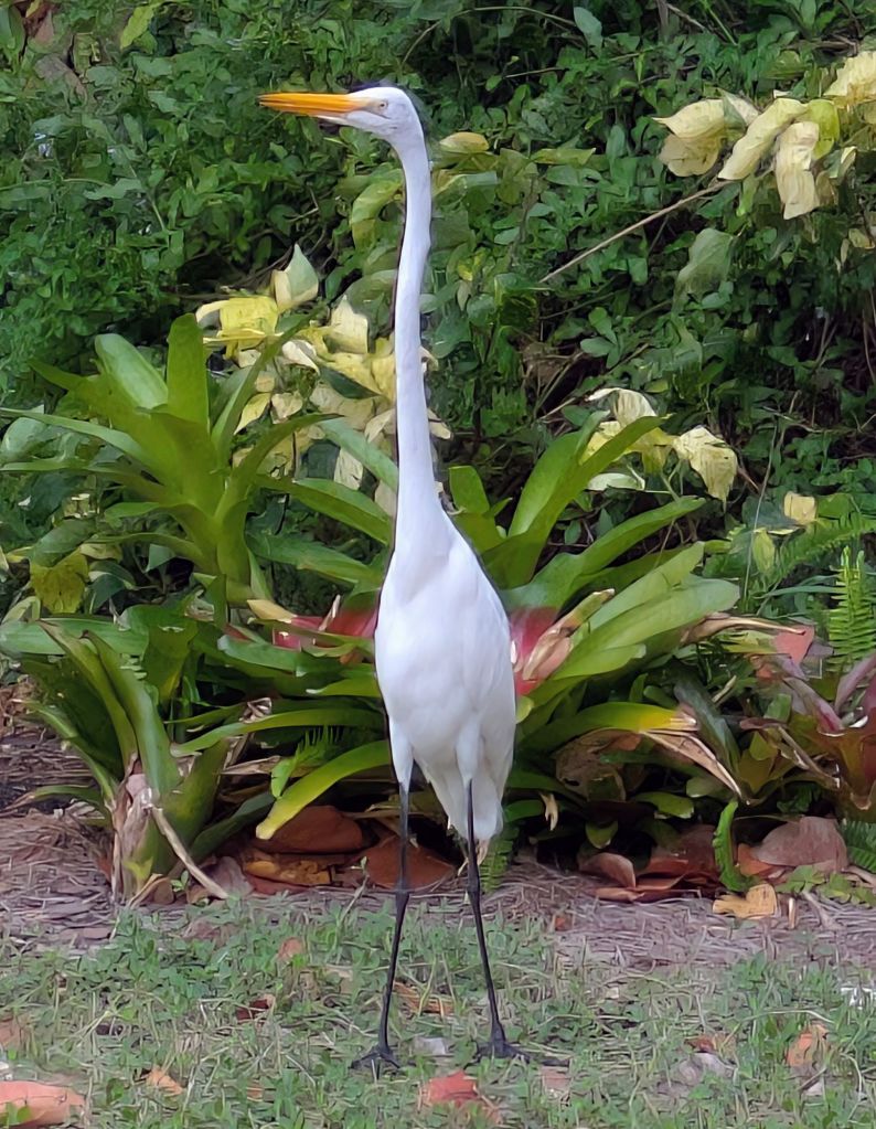 wp-17759148991662304903999485942084