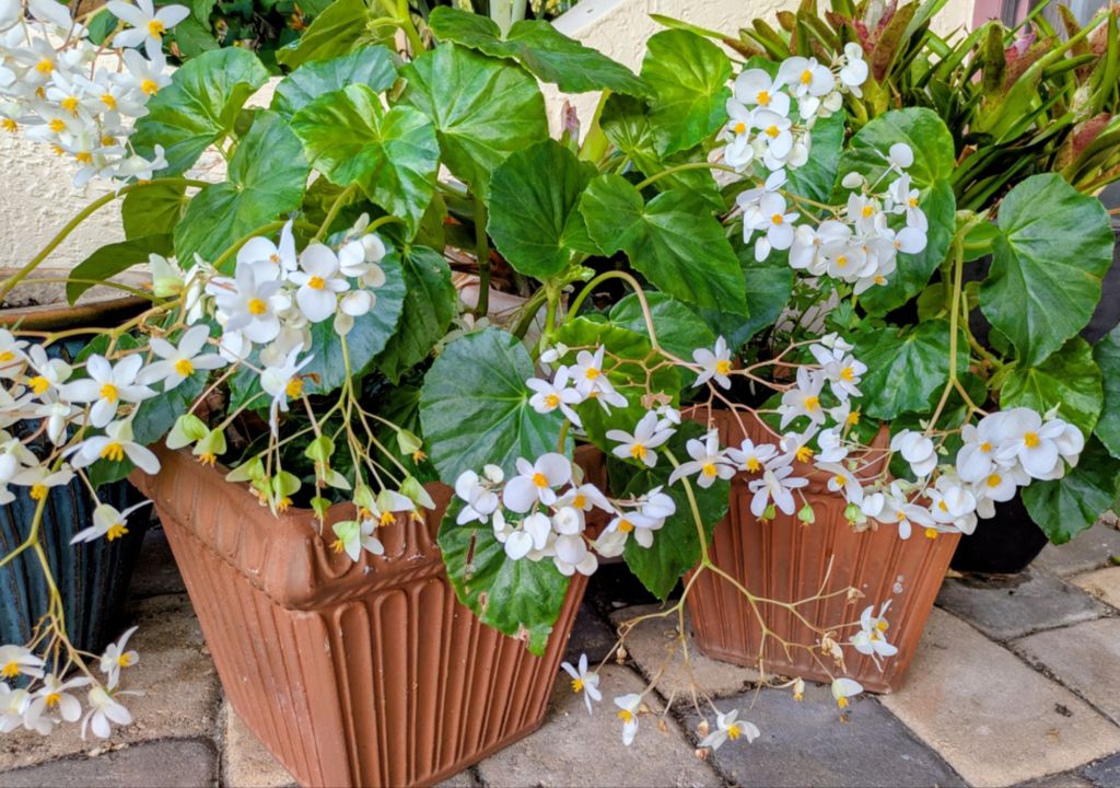 wp-17759150398061129022952510976087