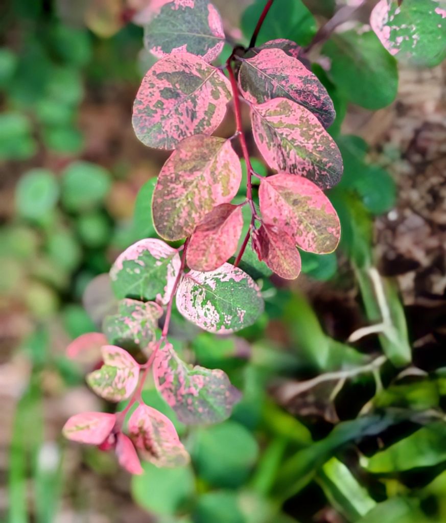 wp-17759158743174710636587287036673