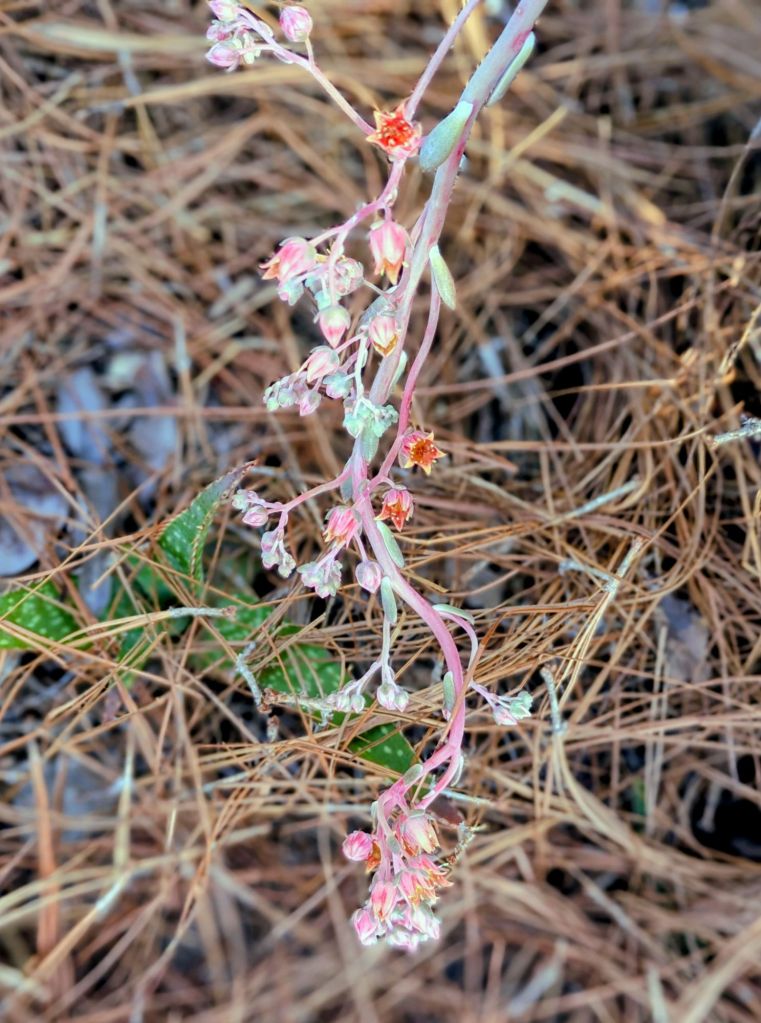 wp-17765190965502041477325109442749