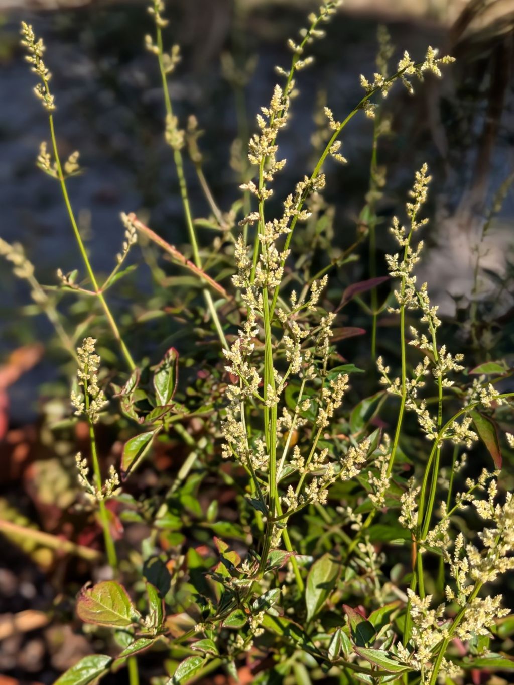 wp-17771262107848550578604053838836