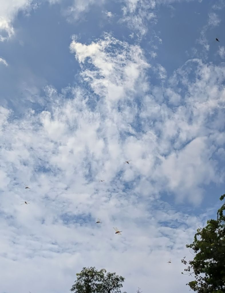 wp-17806934479008393191667821602987